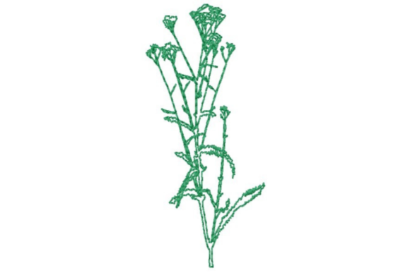 Wildflower Outline Review